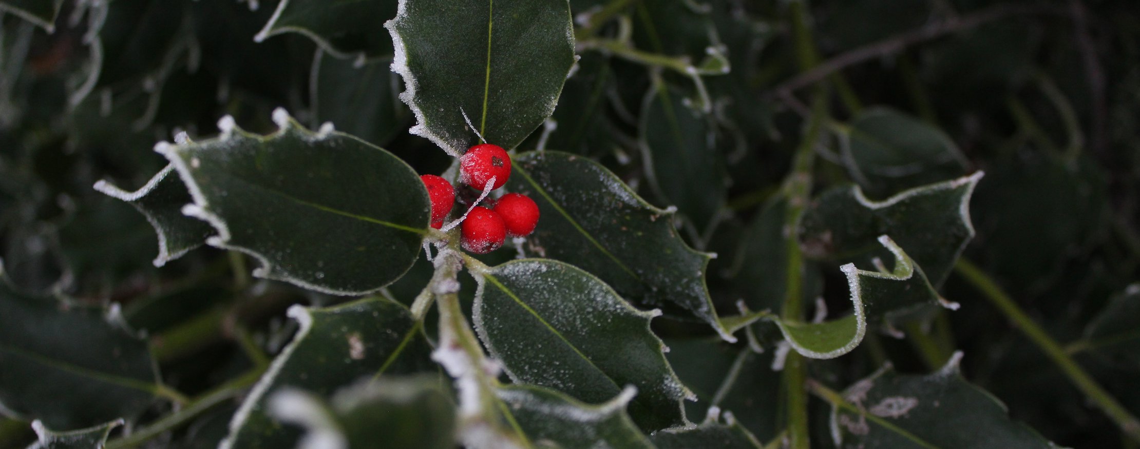 sprig of holly