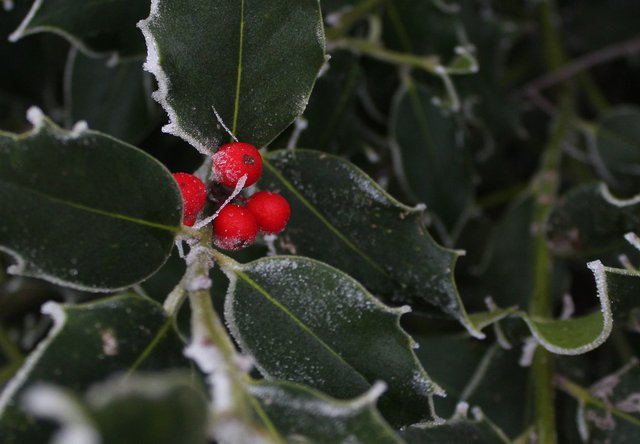 close up image of holly
