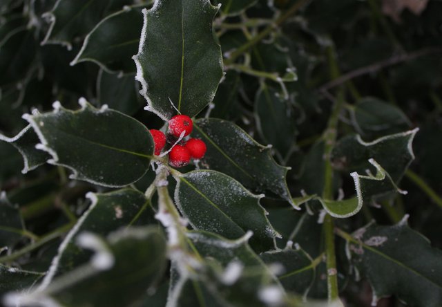 sprig of holly